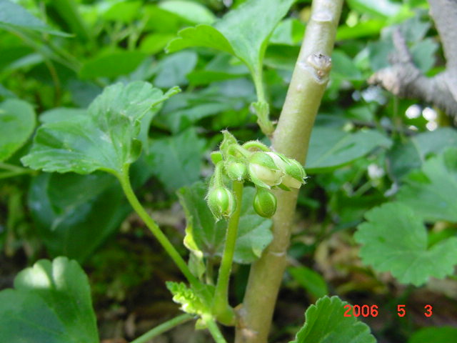 ����СԺ����P12 ���ٺ�����