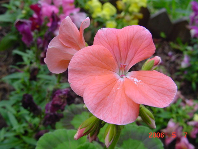 ����СԺ����P12 ���ٺ�����