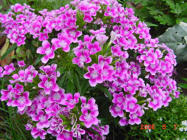 ����СԺ����P12 ���ٺ�����