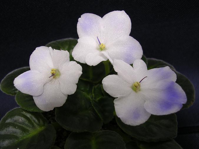 [��ˮ]��������ˮ��