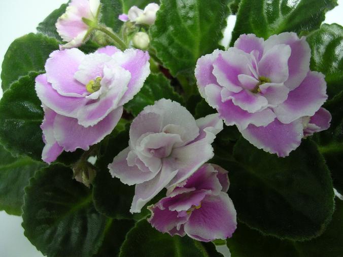 [��ˮ]��������ˮ��