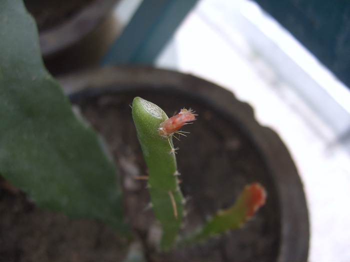 С������