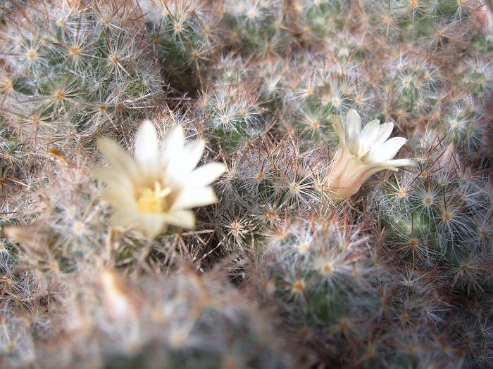 С������