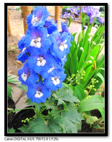 ��������ݮ԰��~~�����~~