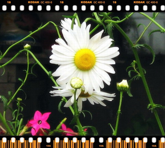 ��������ݮ԰��~~�����~~