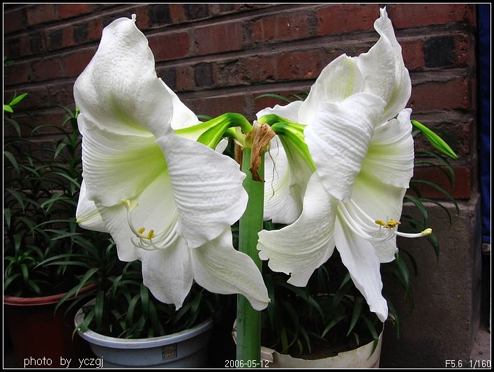 ���ز���~~~ʢ��