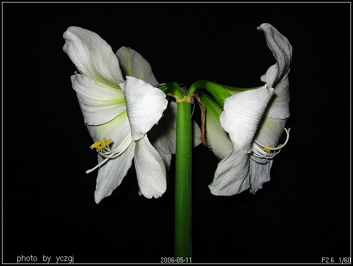 ���ز���~~~ʢ��