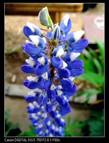 ��������ݮ԰��~~�����~~