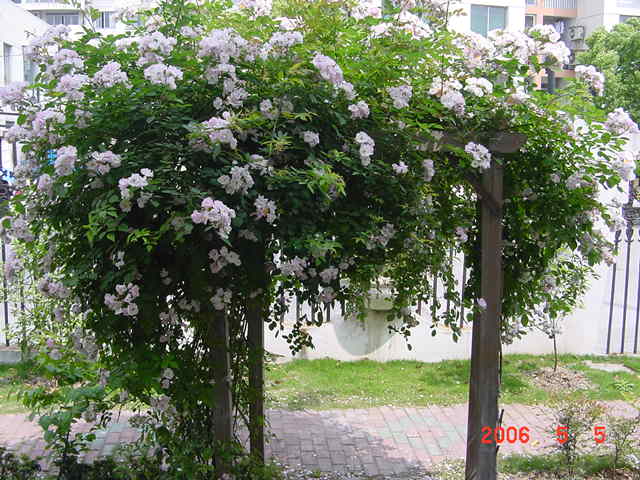 ����СԺ����P12 ���ٺ�����