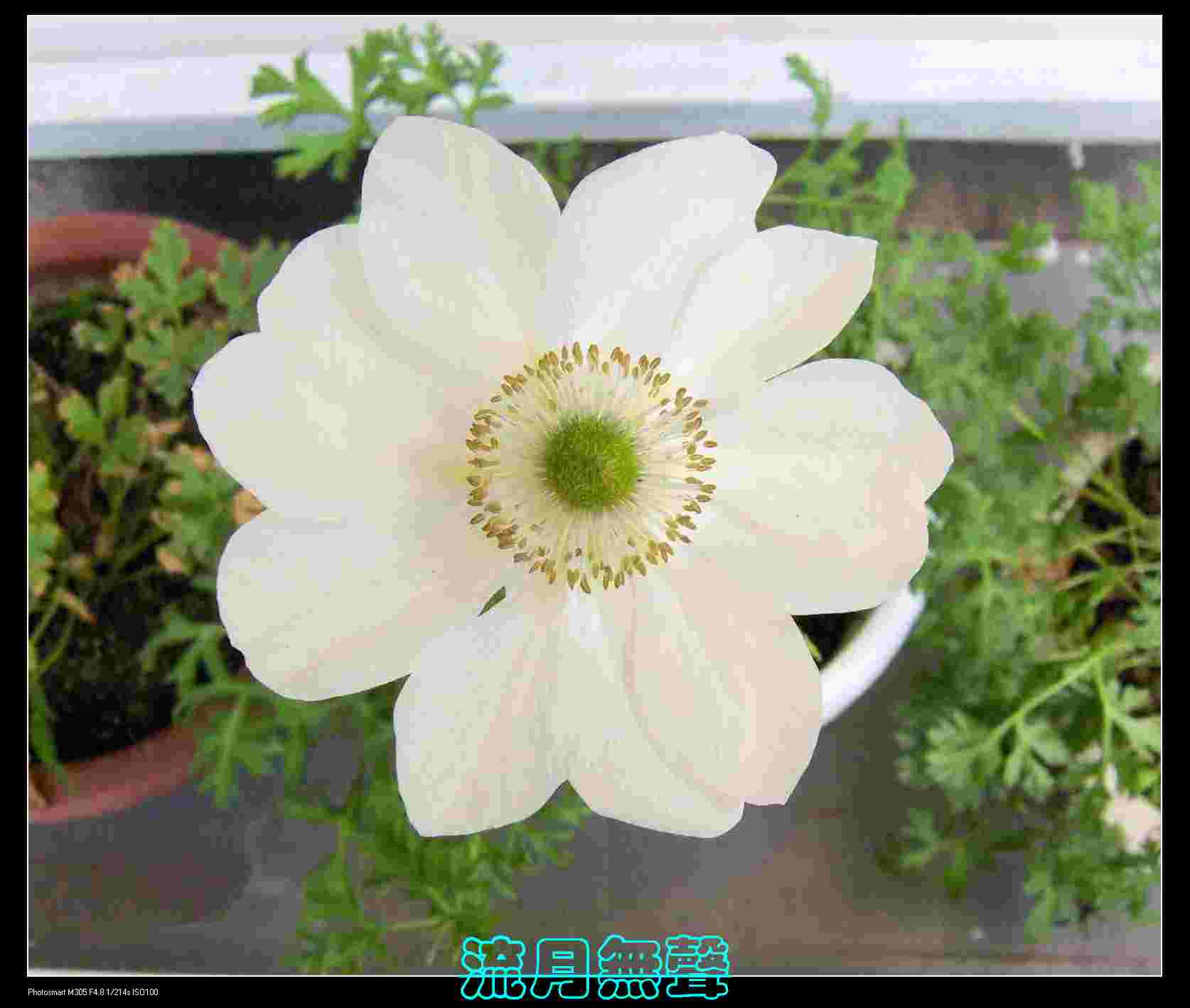 [ԭ��]�ҼҵĻ���----������