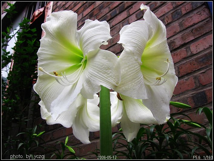 ���ز���~~~ʢ��