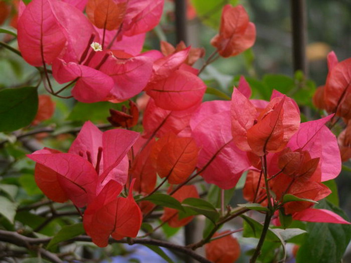 ������̨�ϵ�Ҷ�ӻ�������÷��