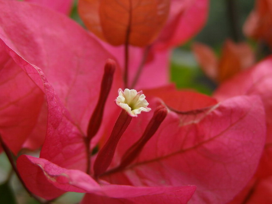 ������̨�ϵ�Ҷ�ӻ�������÷��