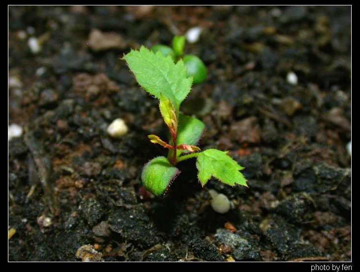 ���������¼�