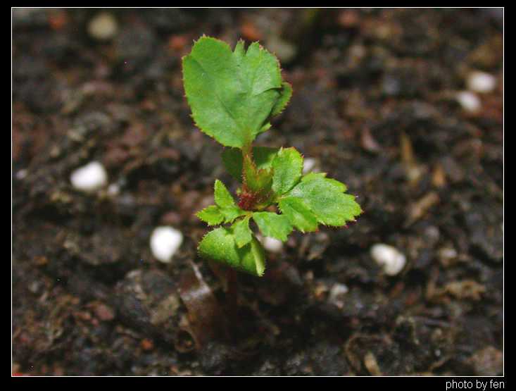 ���������¼�