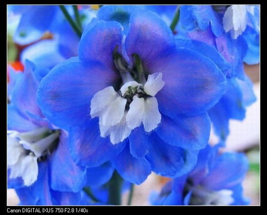 ��������ݮ԰��~~�����~~