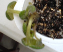 ���������ռǣ�gxq��(������Ƭ)