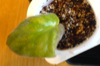 ���������ռǣ�gxq��(������Ƭ)