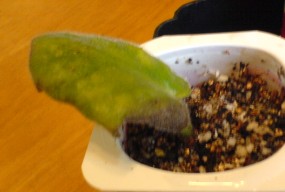 ���������ռǣ�gxq��(������Ƭ)