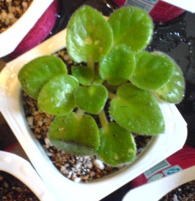 ���������ռǣ�gxq��(������Ƭ)