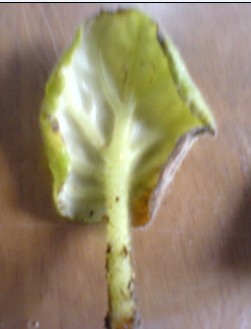 ���������ռǣ�gxq��(������Ƭ)