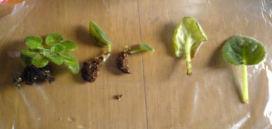 ���������ռǣ�gxq��(������Ƭ)