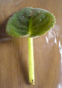 ���������ռǣ�gxq��(������Ƭ)