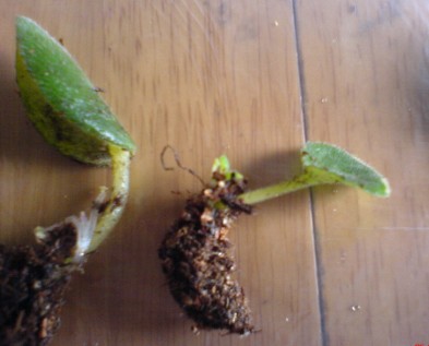 ���������ռǣ�gxq��(������Ƭ)