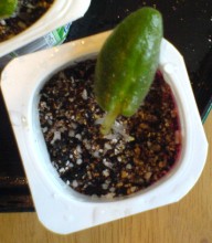 ���������ռǣ�gxq��(������Ƭ)