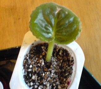 ���������ռǣ�gxq��(������Ƭ)