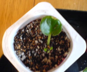 ���������ռǣ�gxq��(������Ƭ)