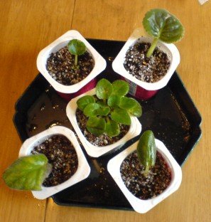 ���������ռǣ�gxq��(������Ƭ)