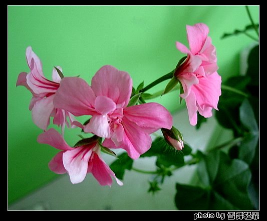 ����ۻ��ɡ���