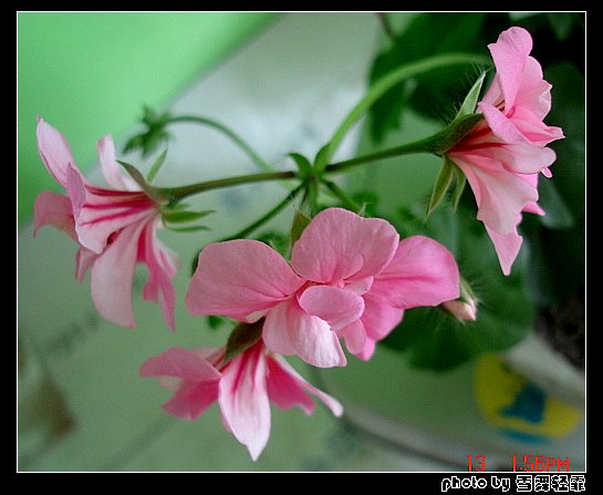 ����ۻ��ɡ���