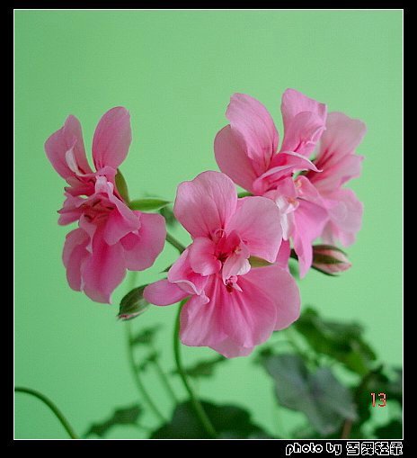 ����ۻ��ɡ���