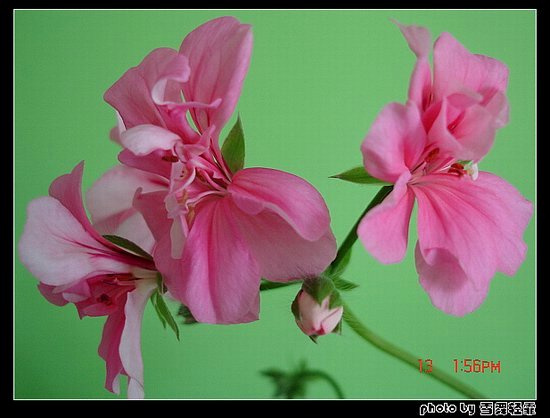 ����ۻ��ɡ���