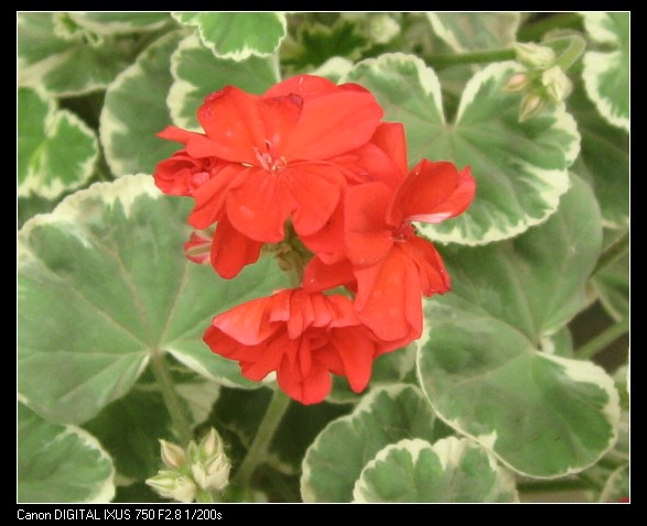 ��������ݮ԰��~~���ÿ�~~