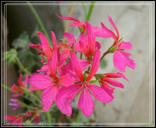 ��������ݮ԰��~~���ÿ�~~