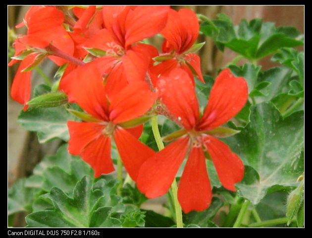 ��������ݮ԰��~~���ÿ�~~