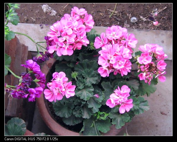 ��������ݮ԰��~~���ÿ�~~