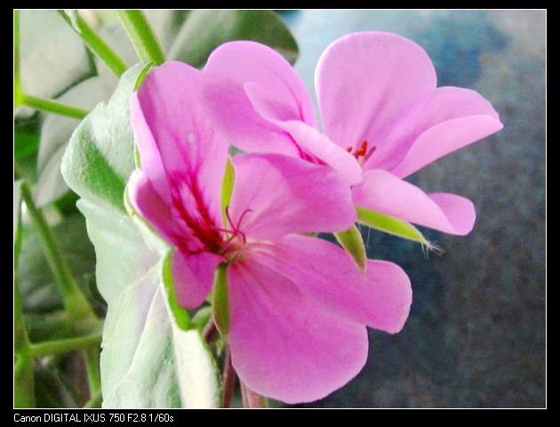 ��������ݮ԰��~~���ÿ�~~