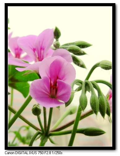 ��������ݮ԰��~~���ÿ�~~