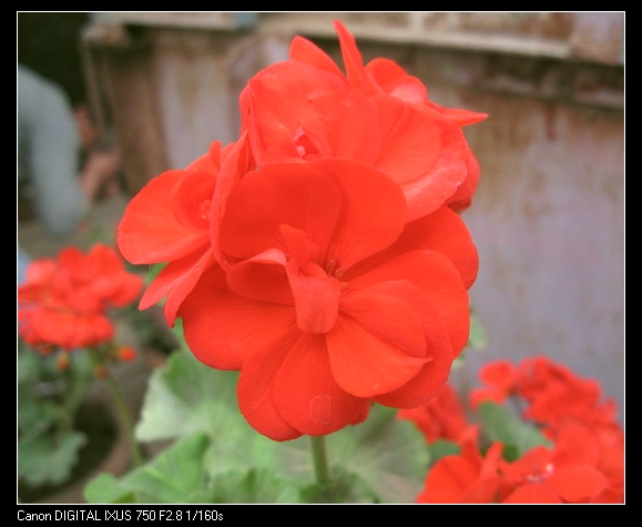 ��������ݮ԰��~~���ÿ�~~