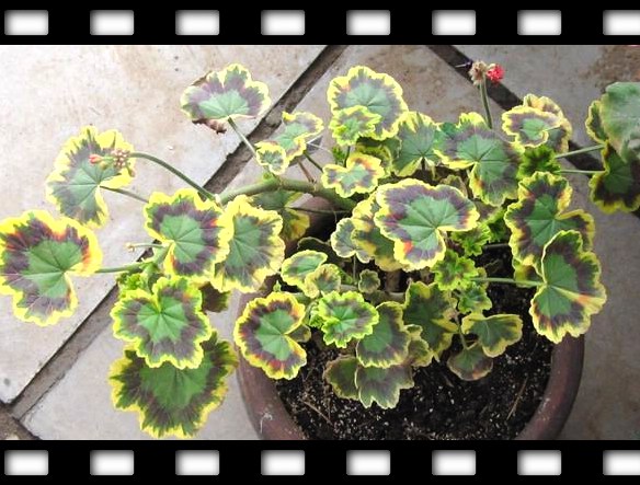 ��������ݮ԰��~~���ÿ�~~