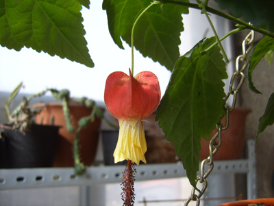 ��������ľ���ɣ�