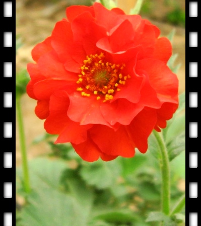 ��������ݮ԰��~~�����~~