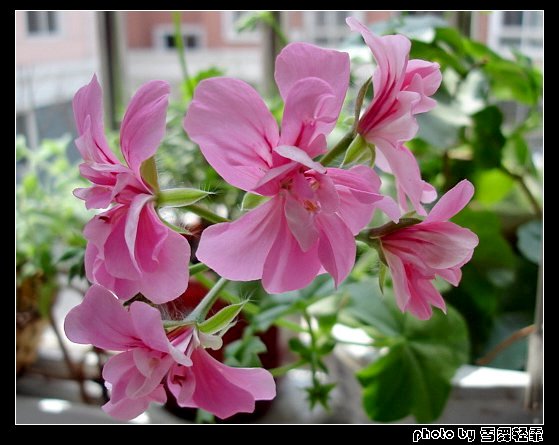 ����ۻ��ɡ���