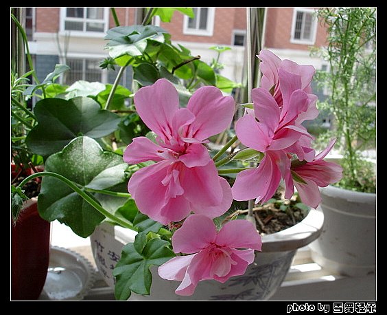 ����ۻ��ɡ���