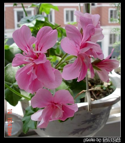 ����ۻ��ɡ���