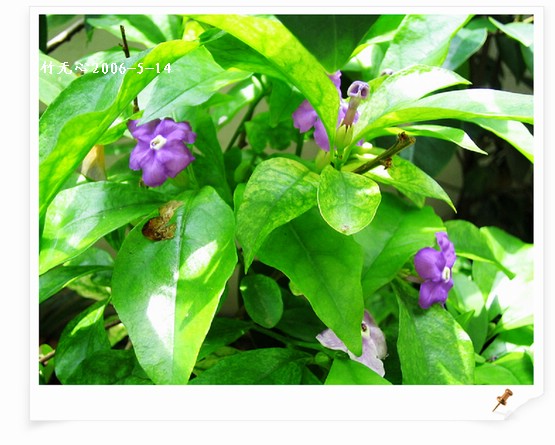 ԧ������